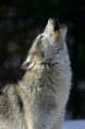 /album/galeria-de-fotos/lobo-uivando-jpg/