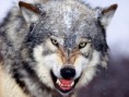 /album/galeria-de-fotos/lobo-5739-jpg/